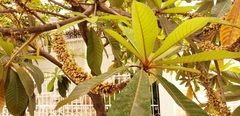 Pouteria sapota