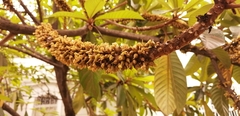 Pouteria sapota