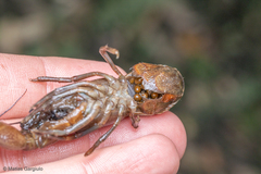 Samastacus spinifrons