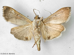 Rhectocraspeda periusalis