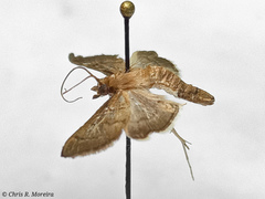 Rhectocraspeda periusalis