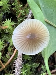 Mycena abramsii