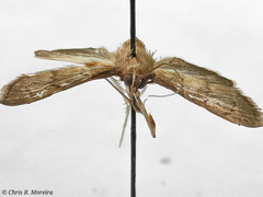 Rhectocraspeda periusalis