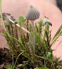 Mycena abramsii