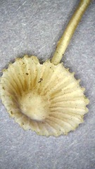 Mycena abramsii