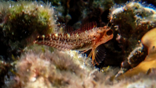 Zvonimir's blenny (Parablennius zvonimiri) — Blenniidae