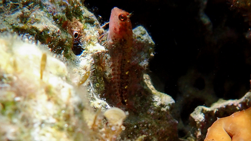 Photo of Zvonimir's blenny (Parablennius zvonimiri)