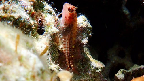 Photo of Zvonimir's blenny (Parablennius zvonimiri)