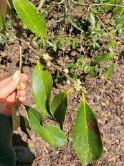 Symplocos tinctoria image