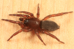 Haplodrassus bicornis
