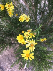 Ericameria linearifolia