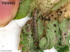 Rhectocraspeda periusalis