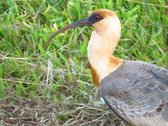 Theristicus caudatus