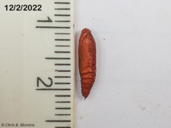 Rhectocraspeda periusalis