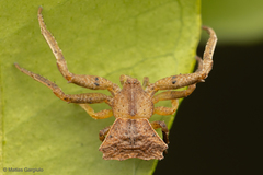 Coenypha edwardsi