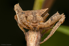 Coenypha edwardsi