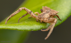 Coenypha edwardsi