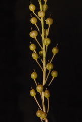 Paysonia lyrata