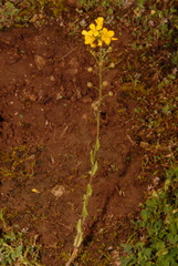 Paysonia lyrata