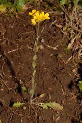 Paysonia lyrata