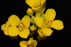 Paysonia lyrata