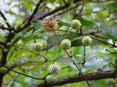 Cephalanthus tetrandra