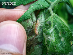 Rhectocraspeda periusalis