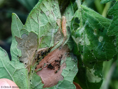 Rhectocraspeda periusalis
