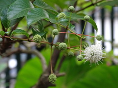 Cephalanthus tetrandra