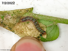 Rhectocraspeda periusalis