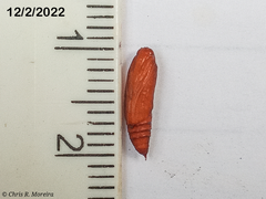Rhectocraspeda periusalis