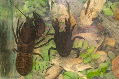 Samastacus spinifrons