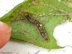 Rhectocraspeda periusalis