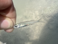 Atherinomorus stipes