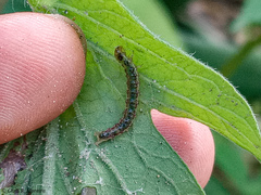 Rhectocraspeda periusalis