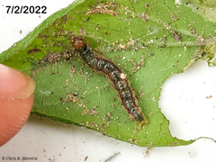 Rhectocraspeda periusalis
