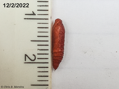 Rhectocraspeda periusalis