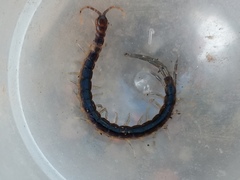 Scolopendridae