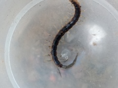 Scolopendridae