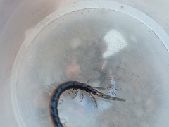 Scolopendridae