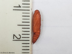 Rhectocraspeda periusalis
