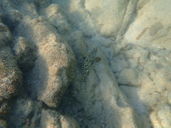 Epinephelus quoyanus