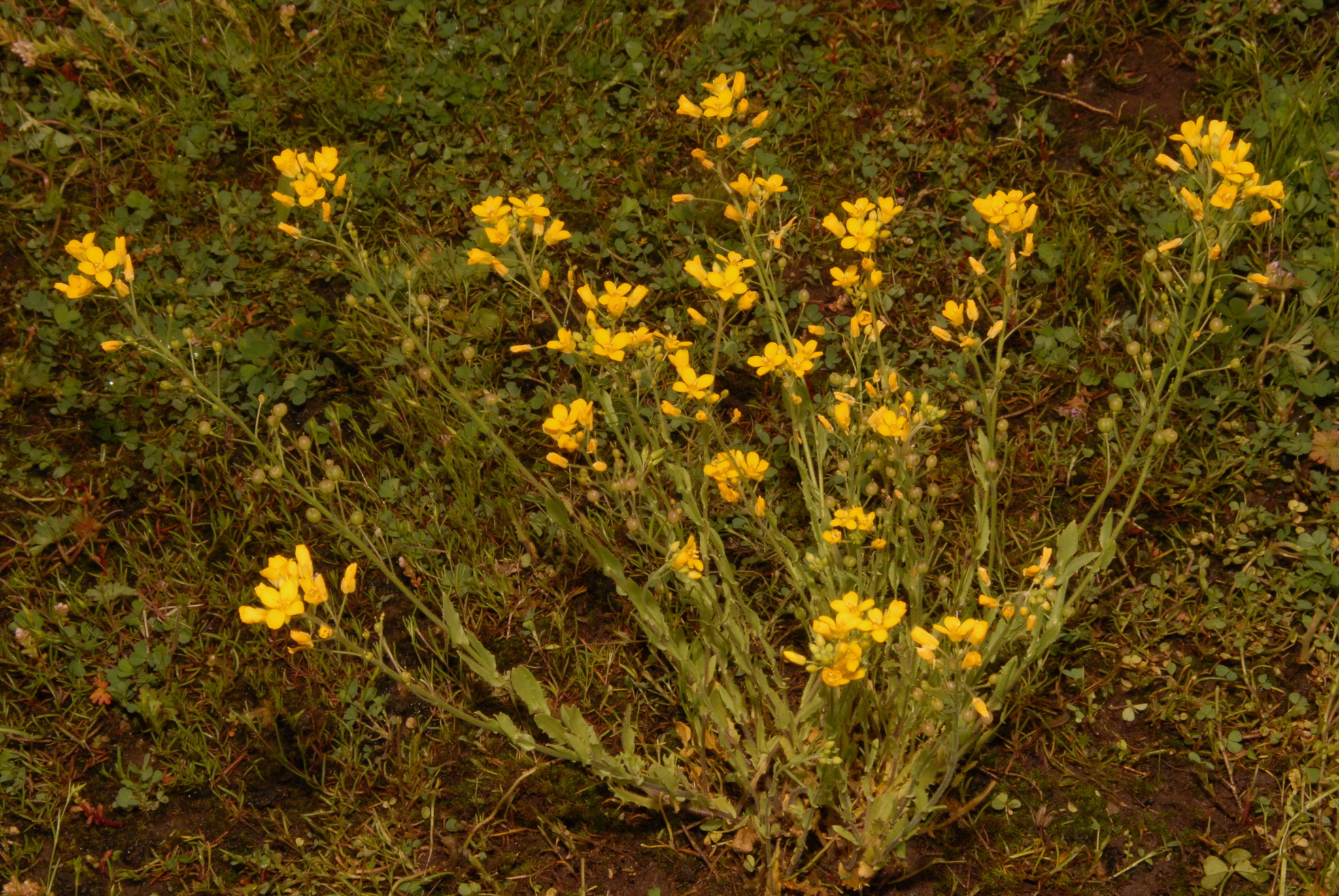 Paysonia lyrata