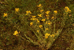Paysonia lyrata