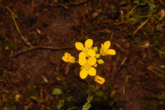 Paysonia lyrata