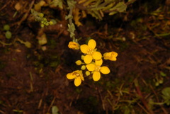 Paysonia lyrata
