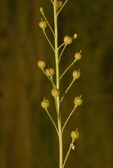 Paysonia lyrata