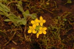 Paysonia lyrata