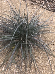 Hesperaloe parviflora