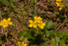 Paysonia lyrata
